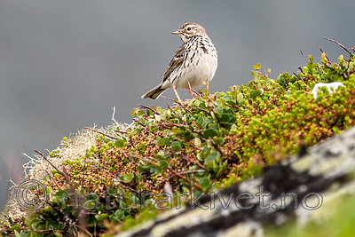 BB 10 0398 / Anthus pratensis / Heipiplerke <br /> Betula nana nana / Dvergbjørk